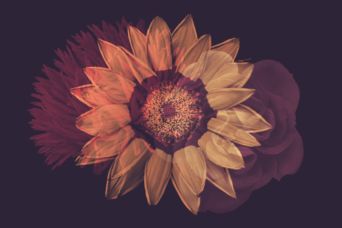 adobe photoshop cs6 flower brushes free download