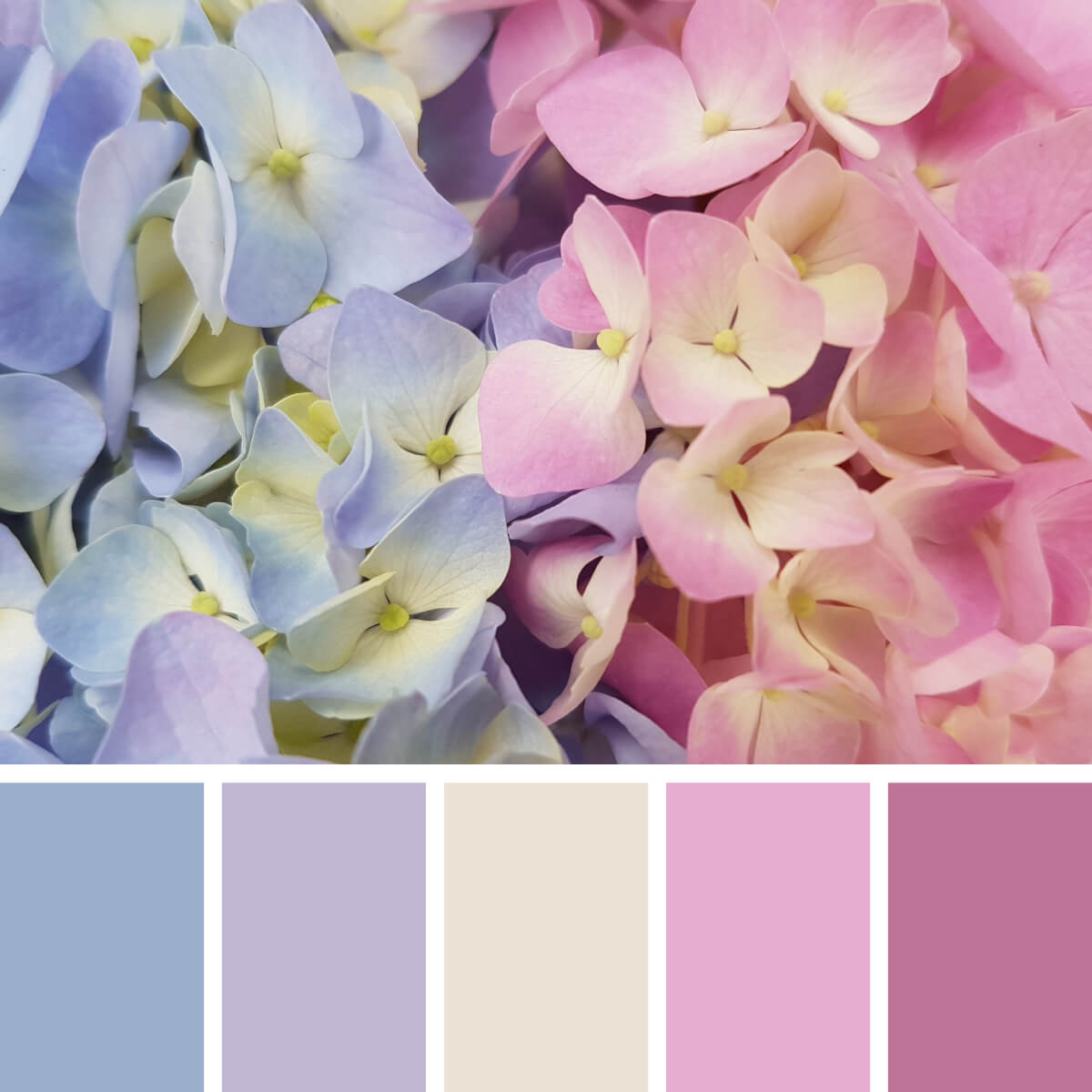 Hortensia Pinks & Browns