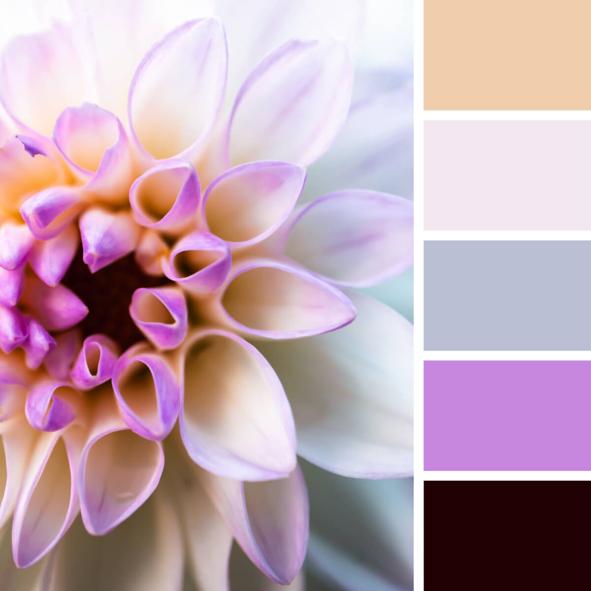 White & Lilac Dahlia