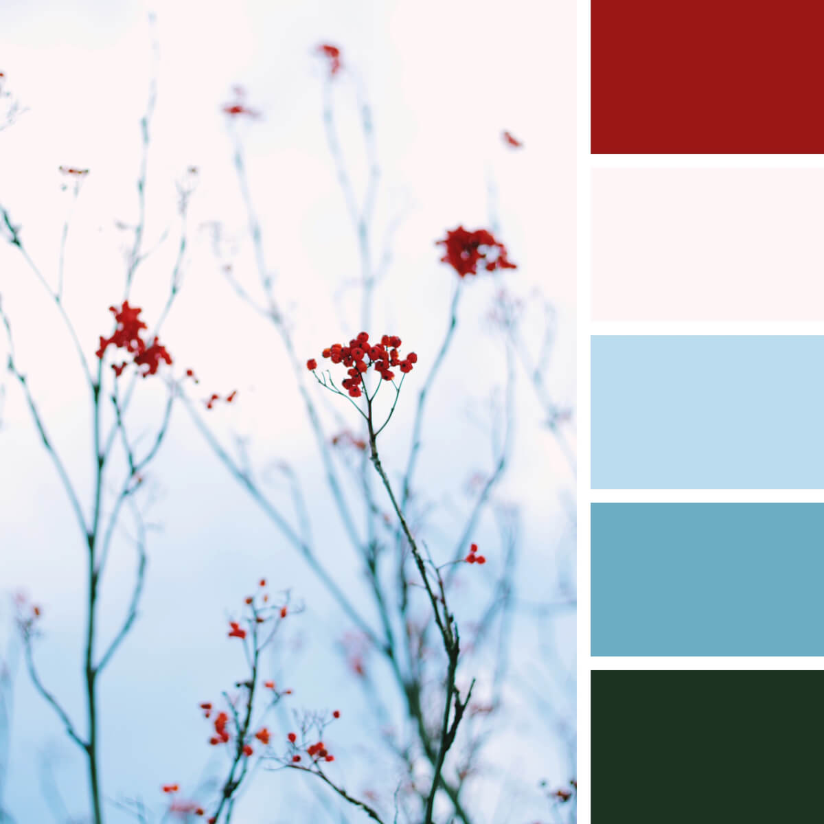 Winter Red & Frozen Blues