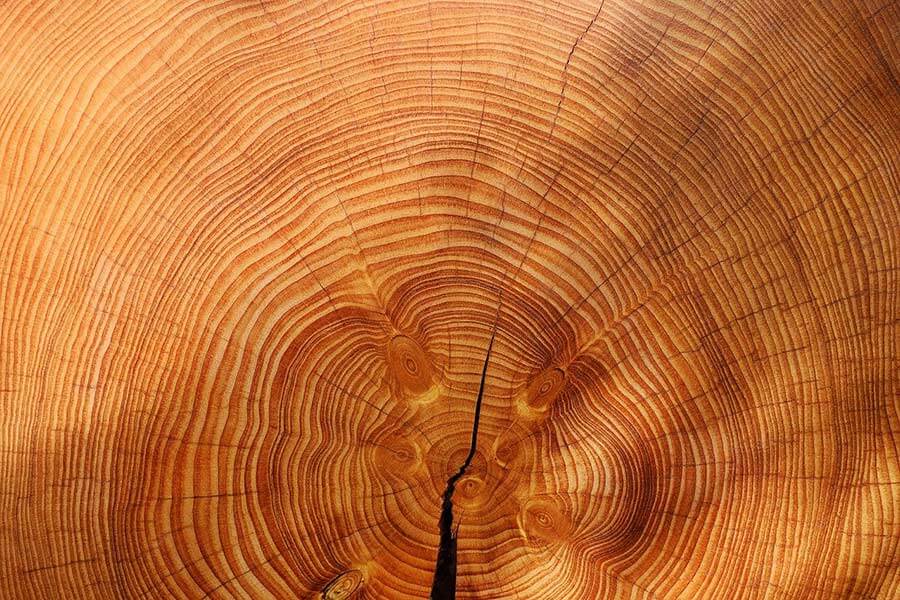 Annual Rings Tree Wood