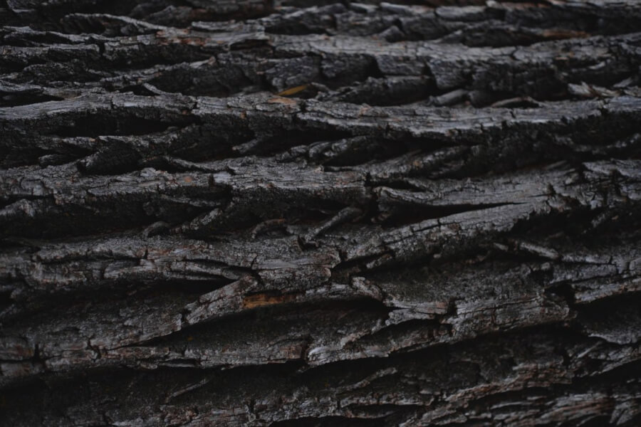 Grey Wood Bark Texture