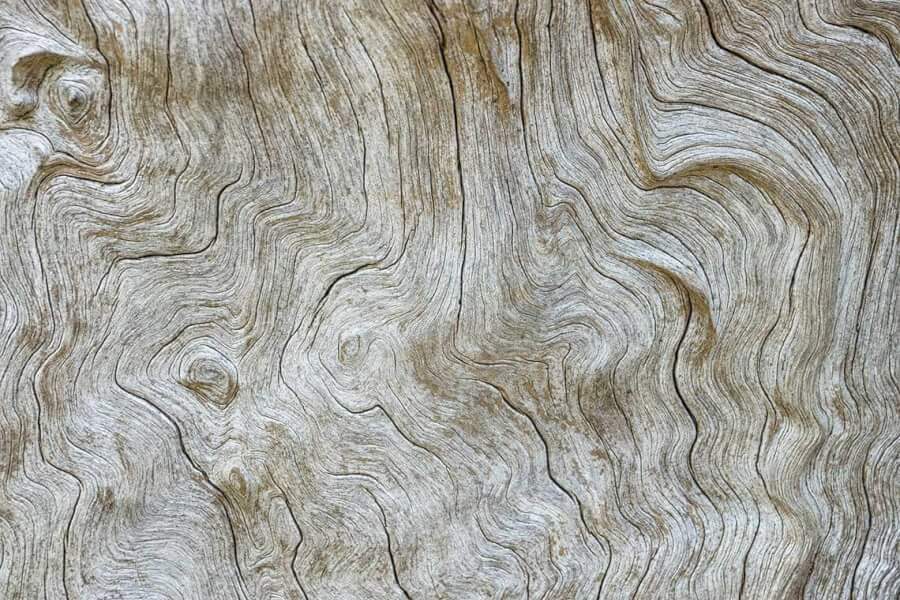 Tree Trunk Surface