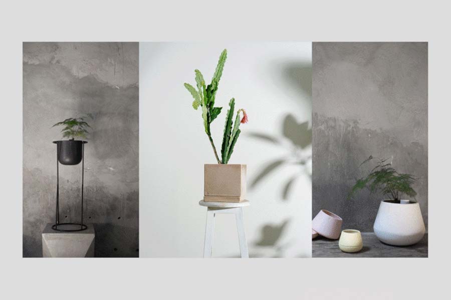 Interior Design for Beginners: Decorating with Plants