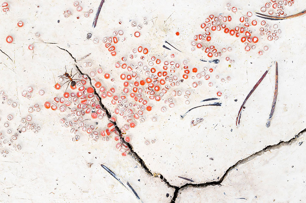 Paulien Bunskoek (NL) | Ant in strange landscape